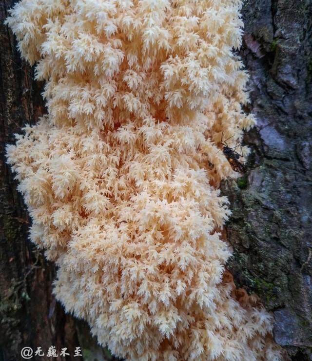 隐秘|彩云之南，梅里北坡，超级隐秘的世界级徒步线路