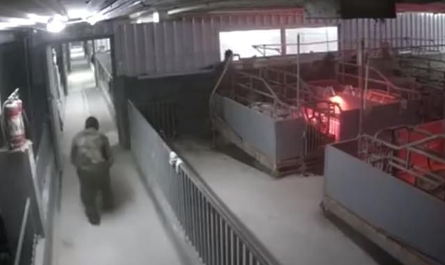  种猪|猪肉涨价有人动歪念！4男子持械抢70头种猪被刑拘