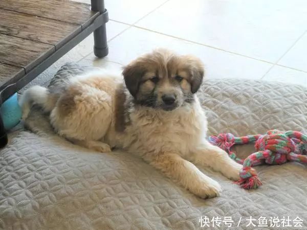 小时|11磅幼犬遭猫头鹰抓走,从空中被丢下,12小时后在球场被发现