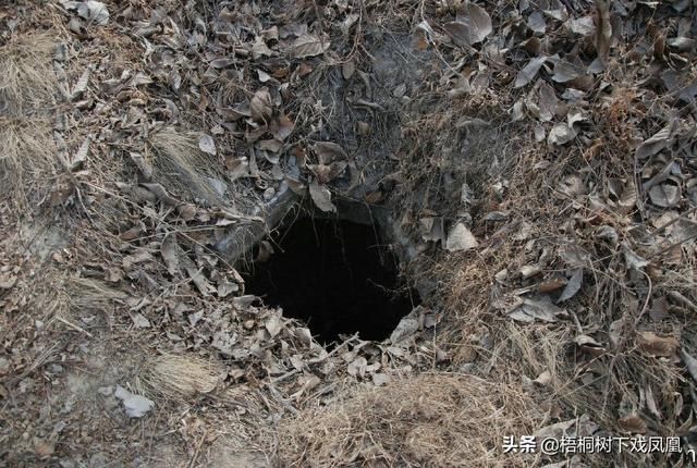 出没|避免被发现，盗墓者提醒“此地有鬼出没”，组成“四省联军”挖墓