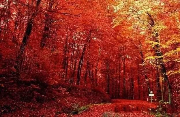  秋景|这一组迷人秋景，美爆了朋友圈！