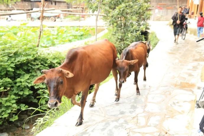  黄岗|村光灿烂 | 如果认识陶渊明，我一定让他到黄岗来。