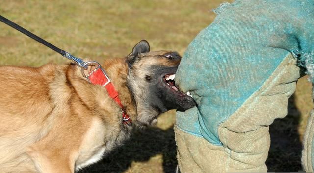  犬病的人|如果全国禁止养狗，有什么利弊？