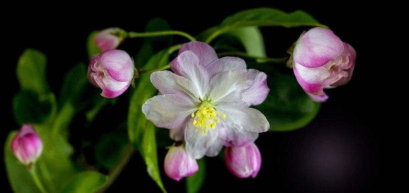  四大|8月开始工作顺心如意，霉运走开，家中坐镇财神的四大生肖