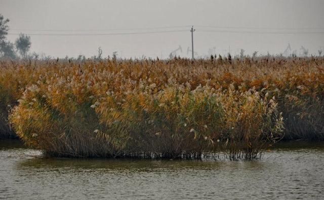  造纸|世界最大芦苇荡在中国，面积长度超百公里，可造纸可观赏