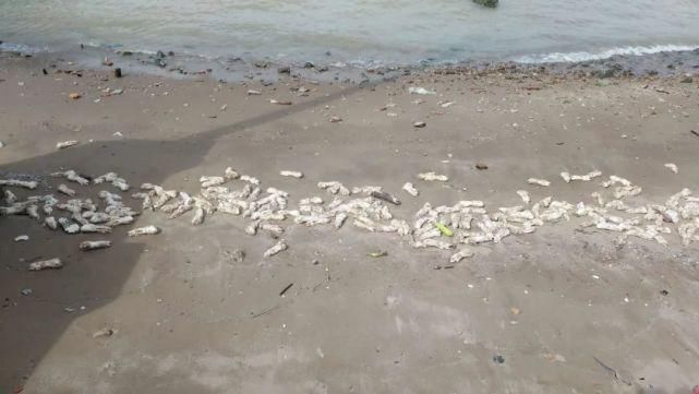  大猪|我滴妈！这一海滩的大猪蹄子！