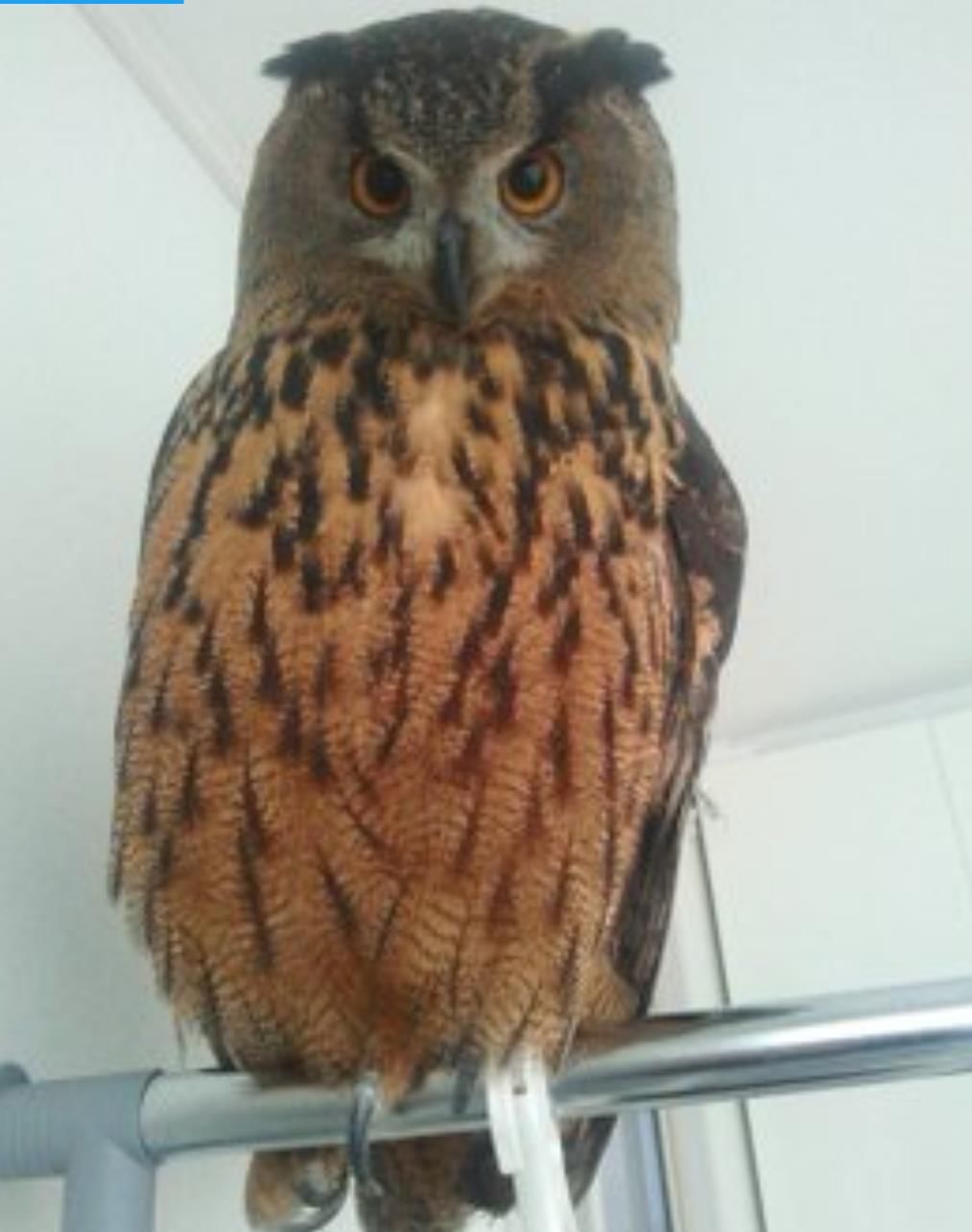 健身|巨型猫头鹰跟女主人甜蜜撒娇，怎么看都像是在举重健身！