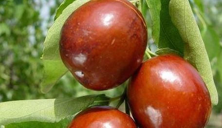  减肥|女人不想老太快，吃几种食物，减肥瘦身，延缓衰老，祛皱淡斑