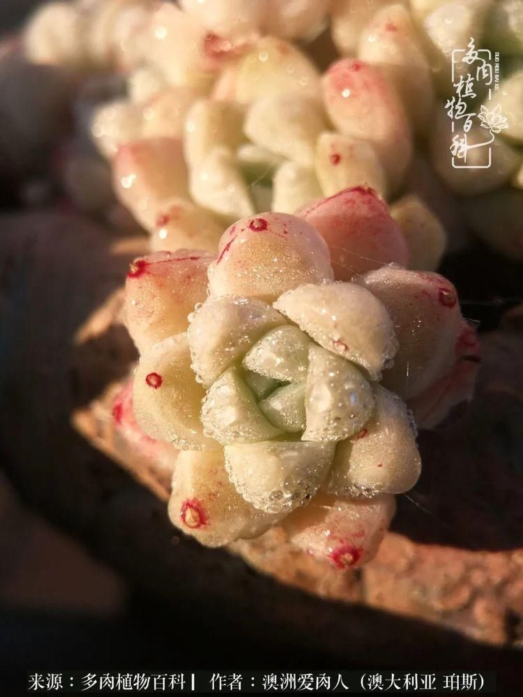 血放|多肉让你把血放，文玩掏空你家当，你要在哪个坑里乘风破浪？