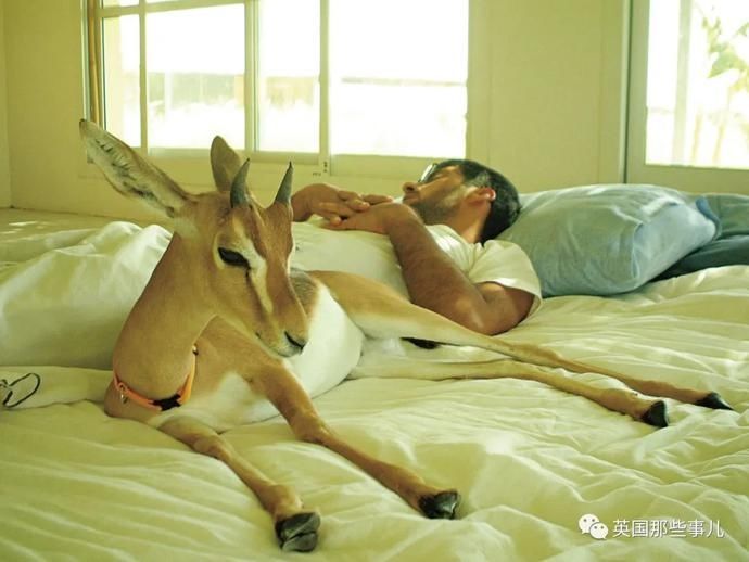  沙漠|霓虹妹子嫁到阿联酋，在5万平米的沙漠＂后院＂里养猫养骆驼?!