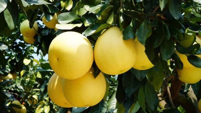 美食|新干34种代表性美食，你吃过几种？