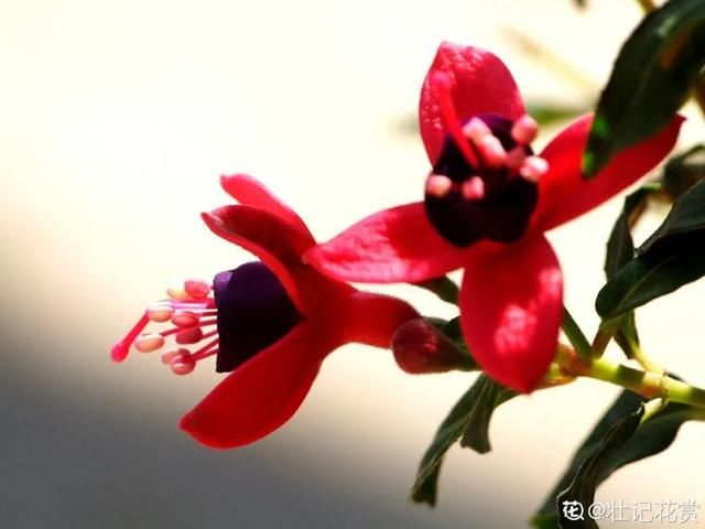  新芽|花养成光杆司令，赶紧这么救，3天冒新芽