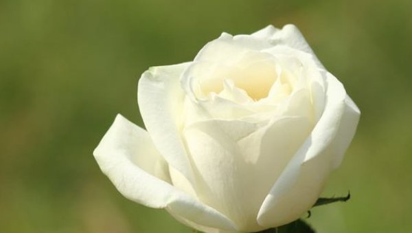  婚后|“一辈子不缺女人”的4生肖男，婚后桃花不断，看看有你老公吗？