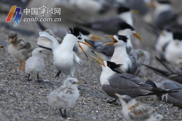 学飞|成功出壳19只！韭山列岛上 中华凤头燕鸥雏鸟学飞了