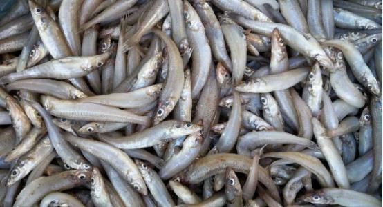 够很好|3种能够补钙的水产,有效补充钙质预防钙质流失,多数人不了解