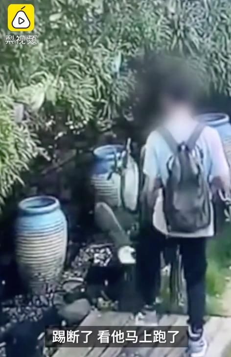 逃离|游客连续5脚踹断仙人掌后逃离惹众怒，景区回应