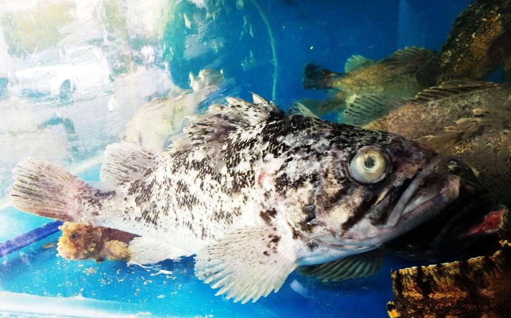 海鲜|酒店带鱼268一斤,菜市场便宜只要15,梭子蟹长大点50一斤