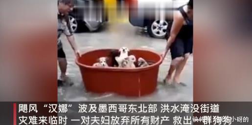 洪水|洪水来袭,夫妻放弃全部家当,只救出一群狗狗……