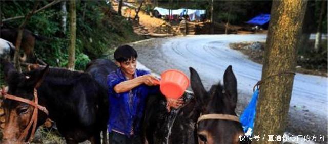  密林|直击“骡马帮”夫妻的真实生活密林深处干活，月收入四万