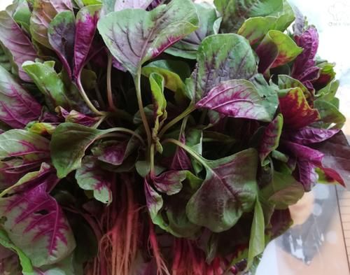  通畅|这菜在农村很普通，一斤2块钱，下饭开胃，口臭消失了，肠道通畅