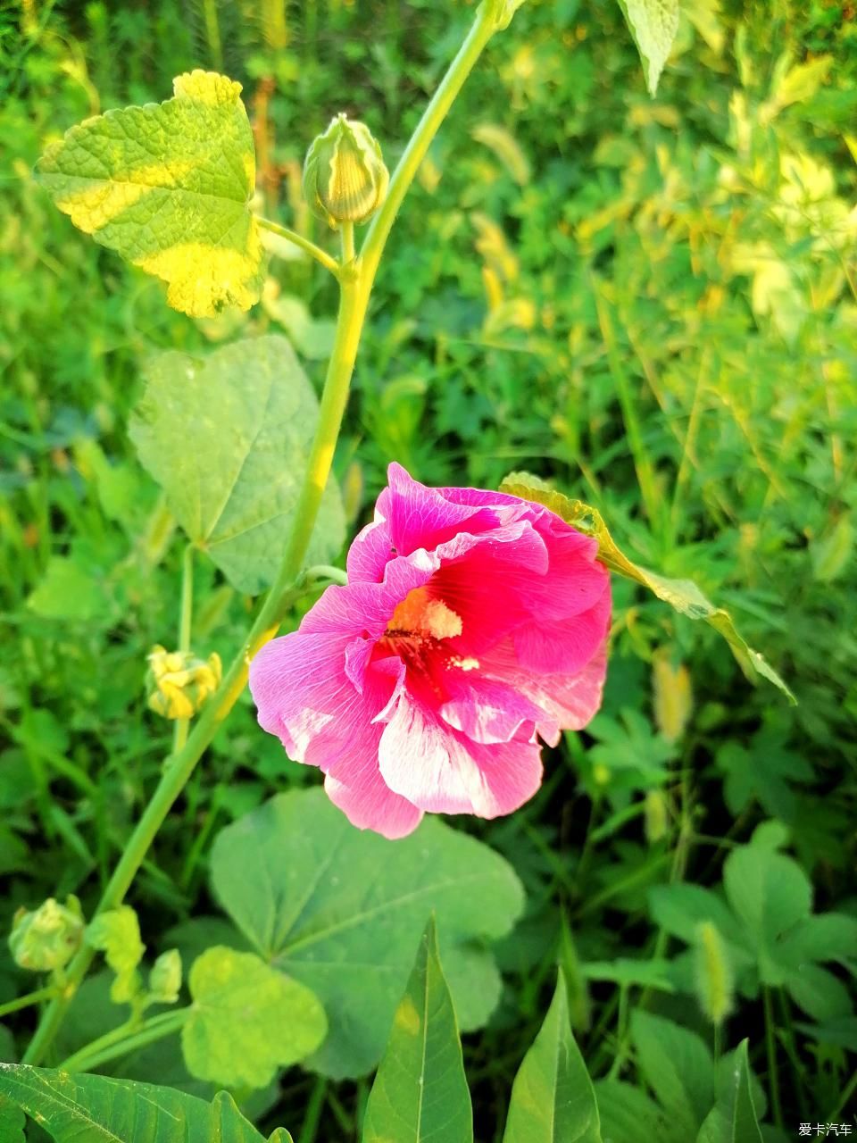 蜀葵|盛夏赏蜀葵，观花心情爽！