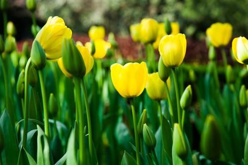  喜获|近期，红鸾星闪动，四生肖喜运砸身，桃花运挡不住，喜获良缘