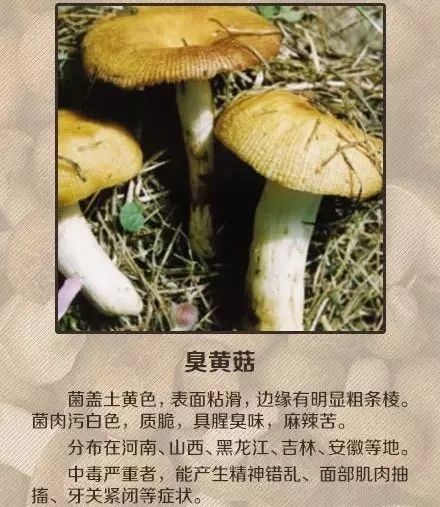 女子|吃了这个东西后,女子报警:家里进了4个贼