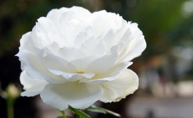  桃花|未来十天，魅力过人，桃花处处在，捕获真心爱情的四大星座