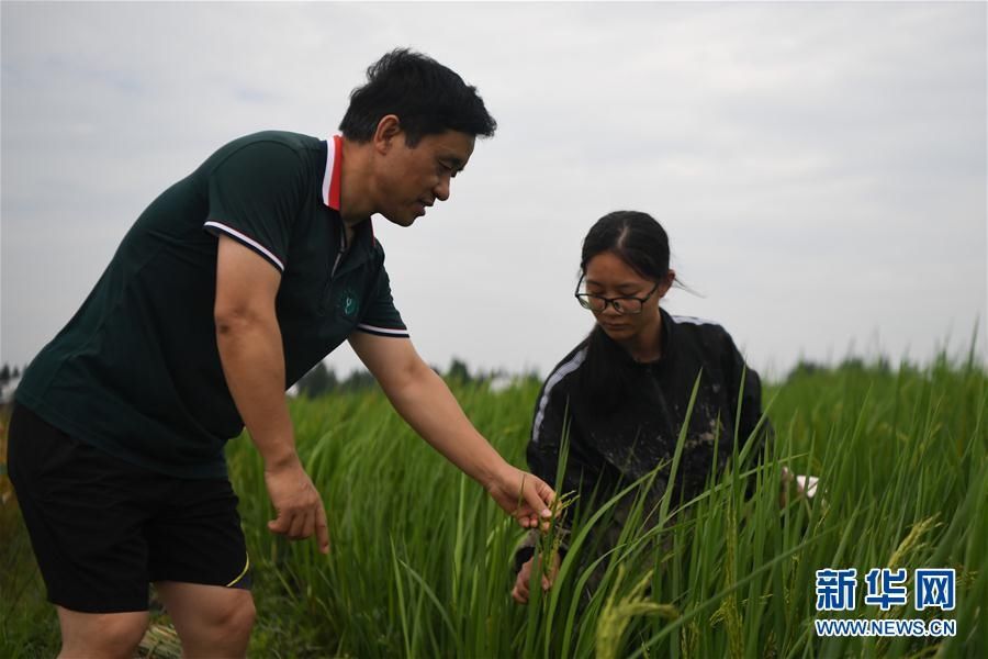  田间|新华网丨湖南：田间地头刮起“科研风”
