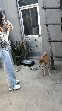 发现|搞笑GIF：发现一个很皮的大象