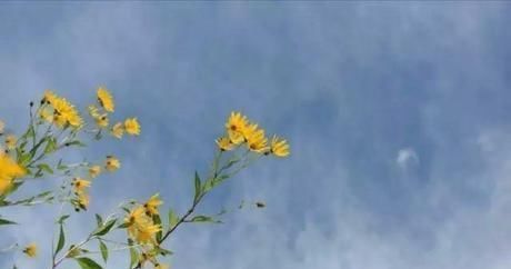 小院|20多岁的年龄差距,却把一个破烂的农家小院变成了“桃花源”