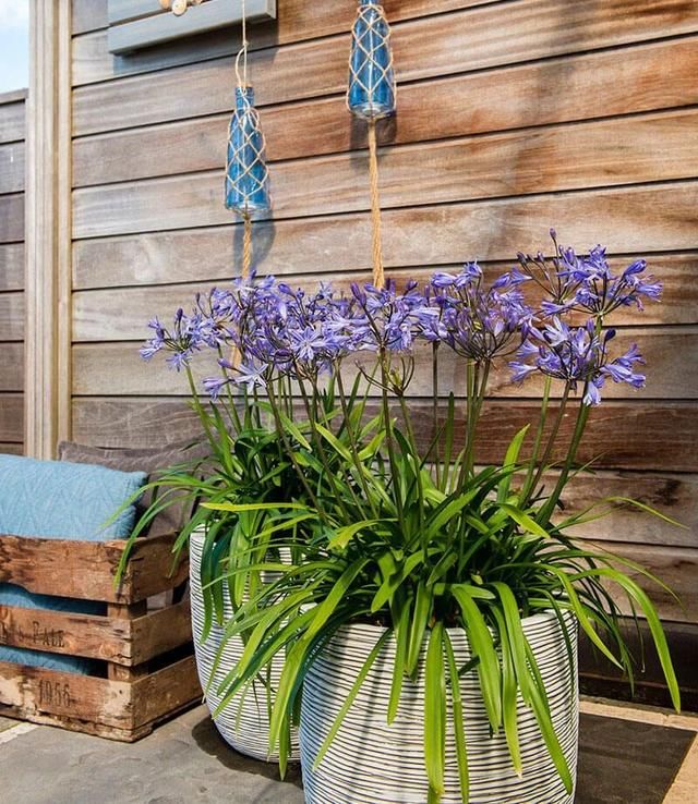  好养|夏天暴晒会晒伤叶子的百子莲，和朱顶红一样好养，开花时就太美了