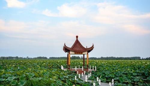  荷花仙子|中国最大的荷花观赏地，就在江苏这个小县城，每年100万游客前来