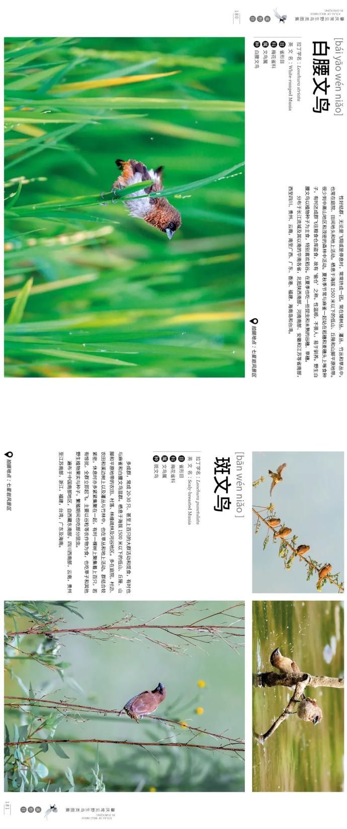 野生鸟类|艺术照曝光!肇庆竟藏有这么多野生“精灵”,很多没见过……