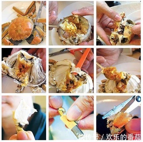 知识|九月吃螃蟹,这有关于螃蟹的所有知识,吃的满足放心