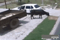 后备箱|搞笑GIF:铲屎的,告诉你,赶紧把我放了,否则我拆了你的后备箱