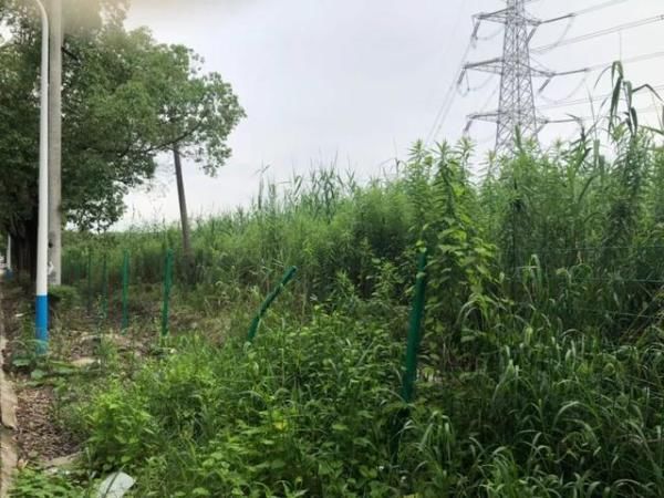  再也|痛心！为保护公共财产挺身而出，这位八旬老人再也没有醒来