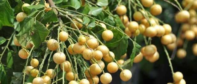 水果|南方特有的水果,北方人不敢下口,南方人却爱不释口