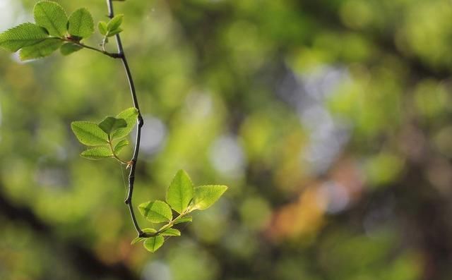 季节的茶|秋茶和春茶有什么不同？