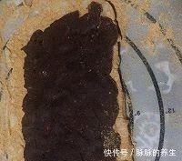 点名|自从知道糯米粉可以这样做,女儿隔三差五点名要吃,上桌就吃完!