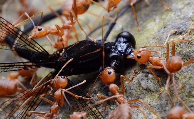 清道夫|什么蚂蚁能与有着“无敌”之称的红火蚁抗衡？