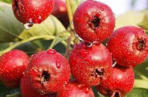 血栓|血栓的“特效药”找到了,每天吃一点,净化血管,血栓或不见了