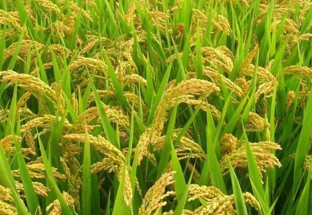  粮食|我国粮食产量比印度还多，为什么我国要进口粮食，而印度要出口？