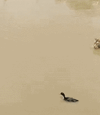  适合|搞笑GIF：这个车适合撩妹吗？