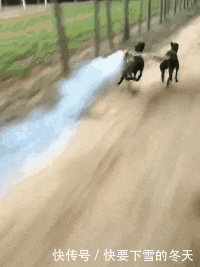 新郎|搞笑GIF：苍天啊！大地啊！为什么新郎不是我！我不甘心啊