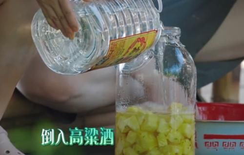  向往|《向往4》后再无下一季？宋丹丹酿造菠萝酒，何炅不慎说漏嘴了！
