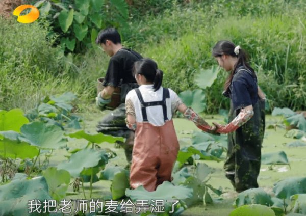  向往|《向往的生活》重大失误：何炅带头挖藕，为节目效果而糟蹋粮食