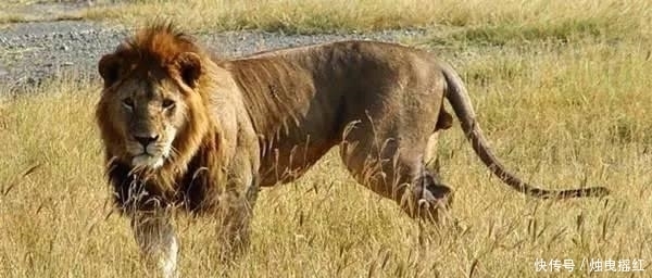 惊讶|盘点19个杀人最多的动物排行榜, 第一位令人惊讶!