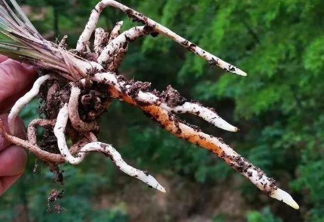 兰花|磷酸二氢钾浇兰花，三个注意事项，兰友要知道