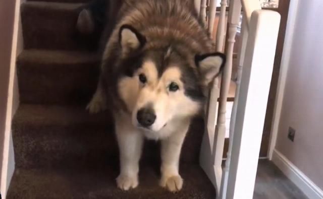 它时|网友刚要给胖狗称体重,结果就不见了,找到它时却笑翻了